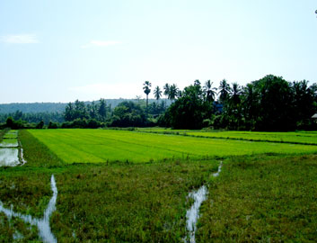 fields_discover